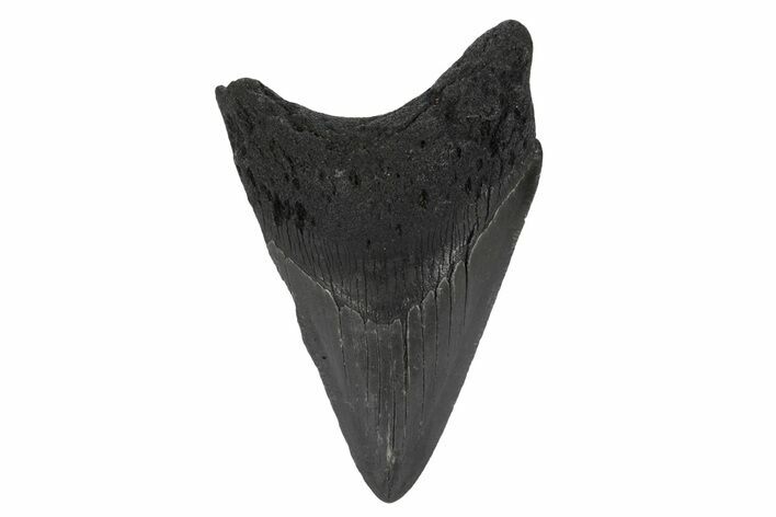 Fossil Megalodon Tooth - South Carolina #248536